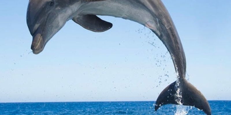 Los Cristianos – moje plavba za delfíny a velrybami